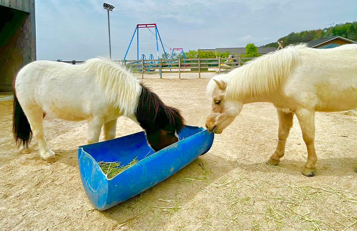 ミニチュアポニーの餌やり体験