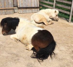 マロンとクリームの秘密と飼育員さんからのお願い 八天堂ビレッジ